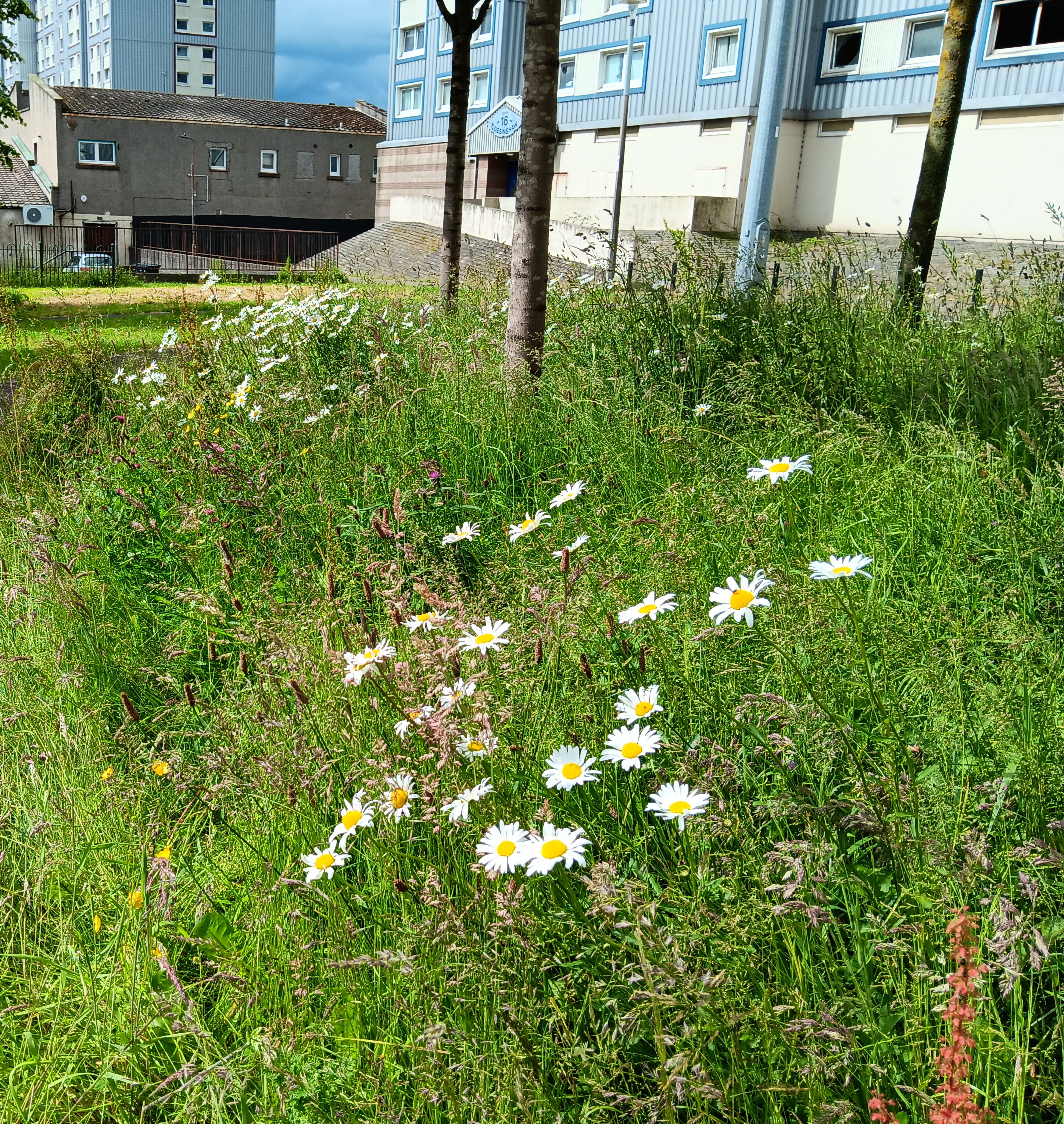 Enhanced grassland