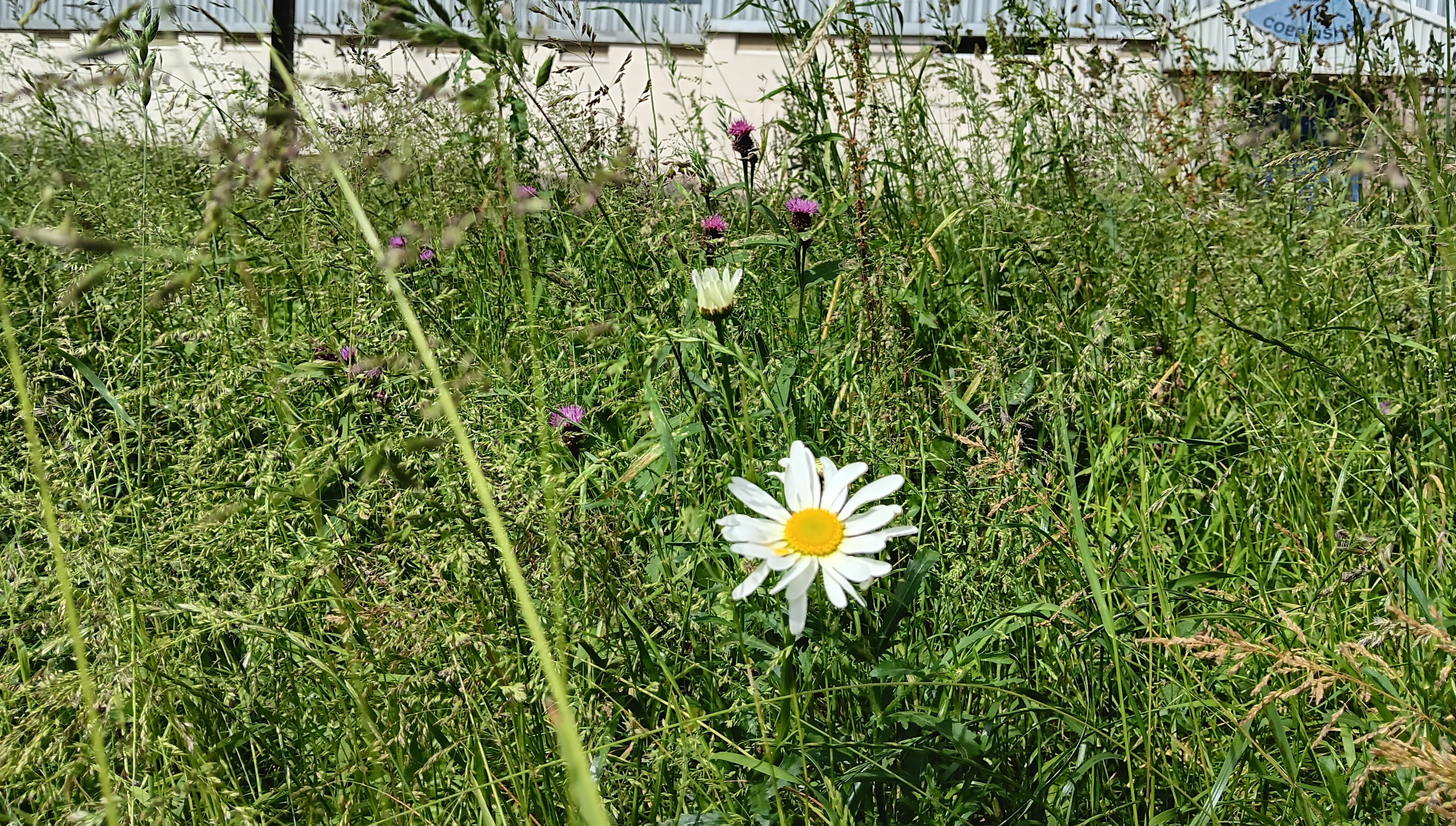 Enhanced grassland