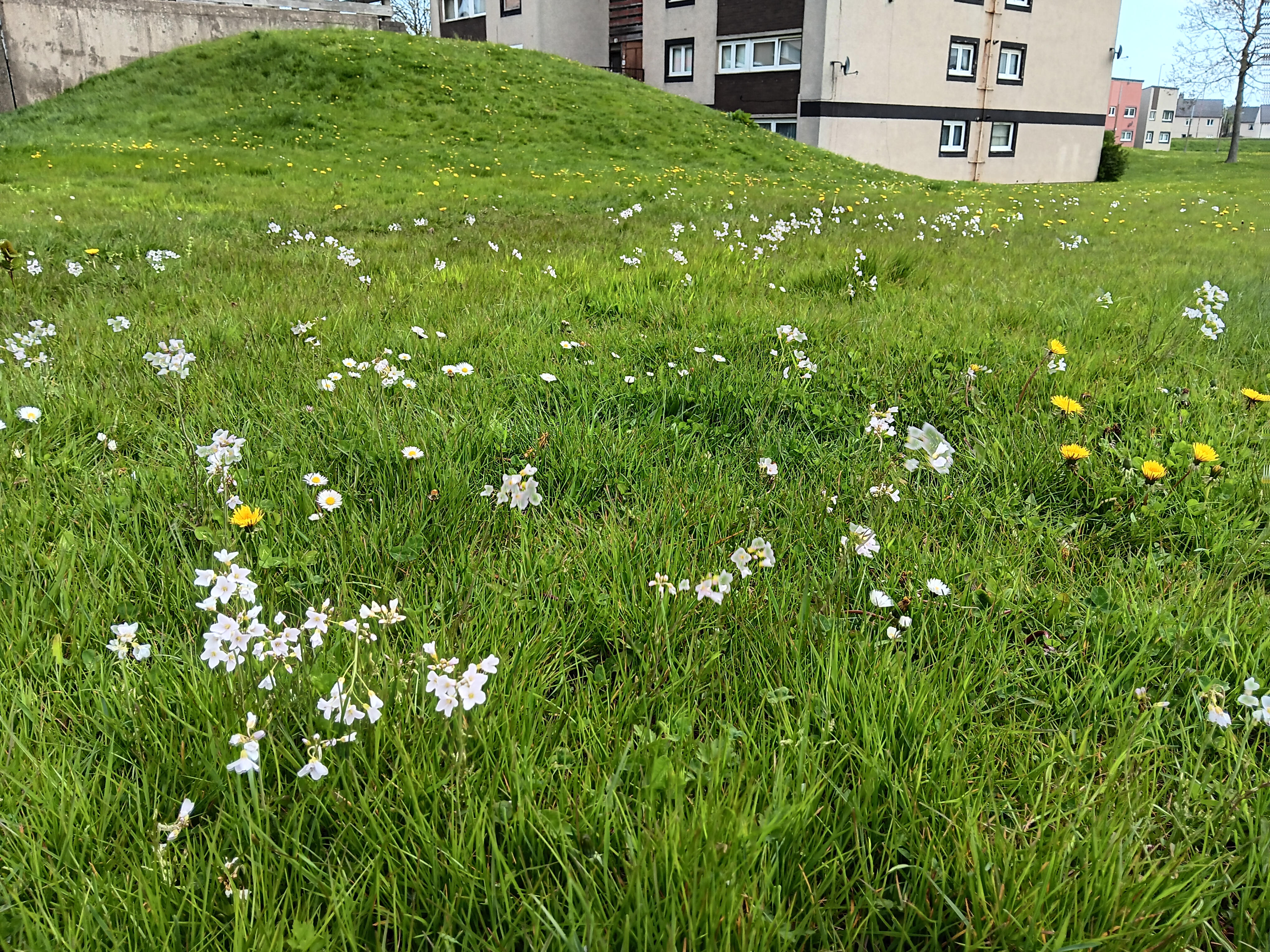 Pollinator Plot