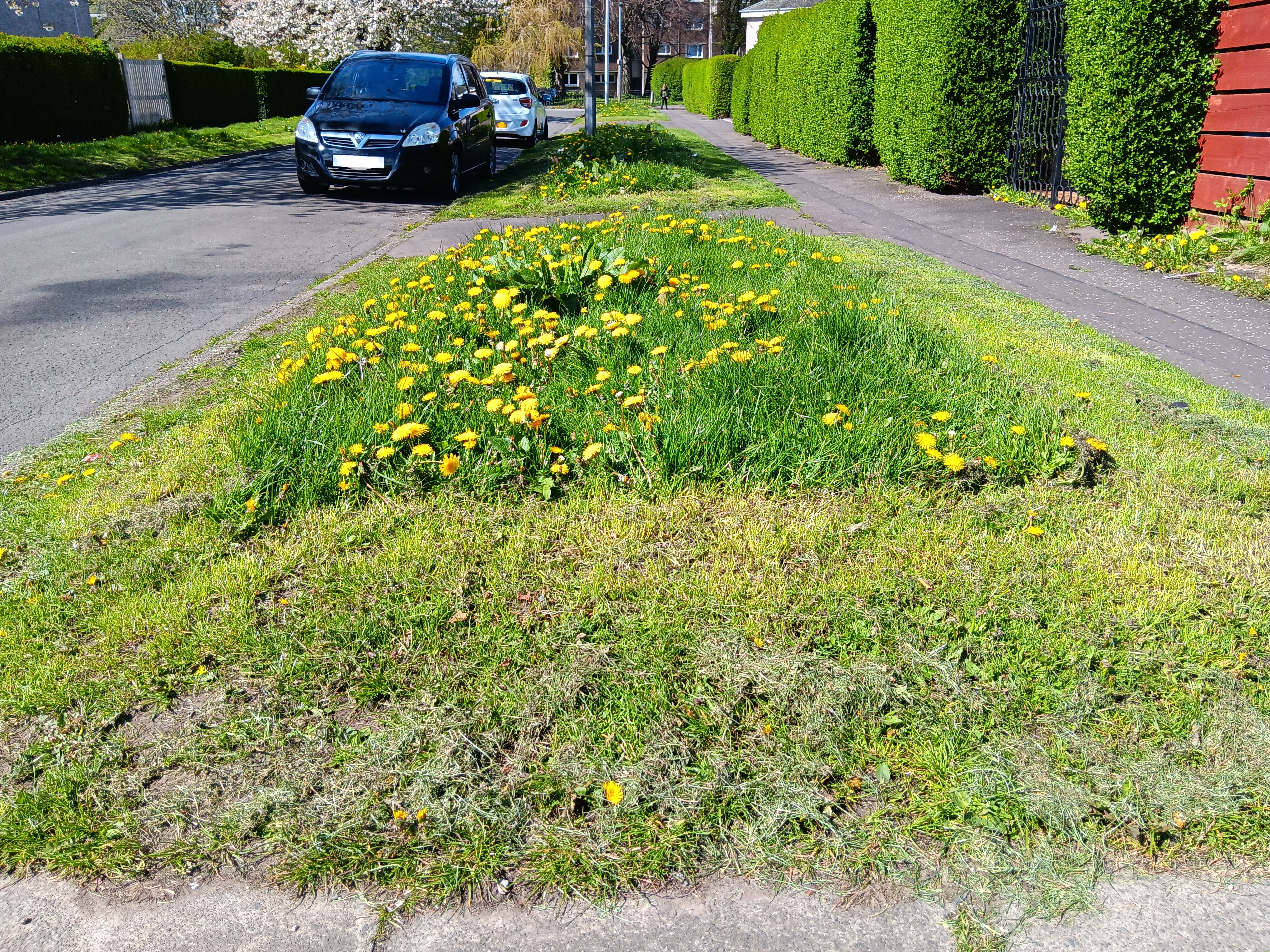 Pollinator Plot with maintenance edge